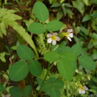 Oxalis barrelieri L.